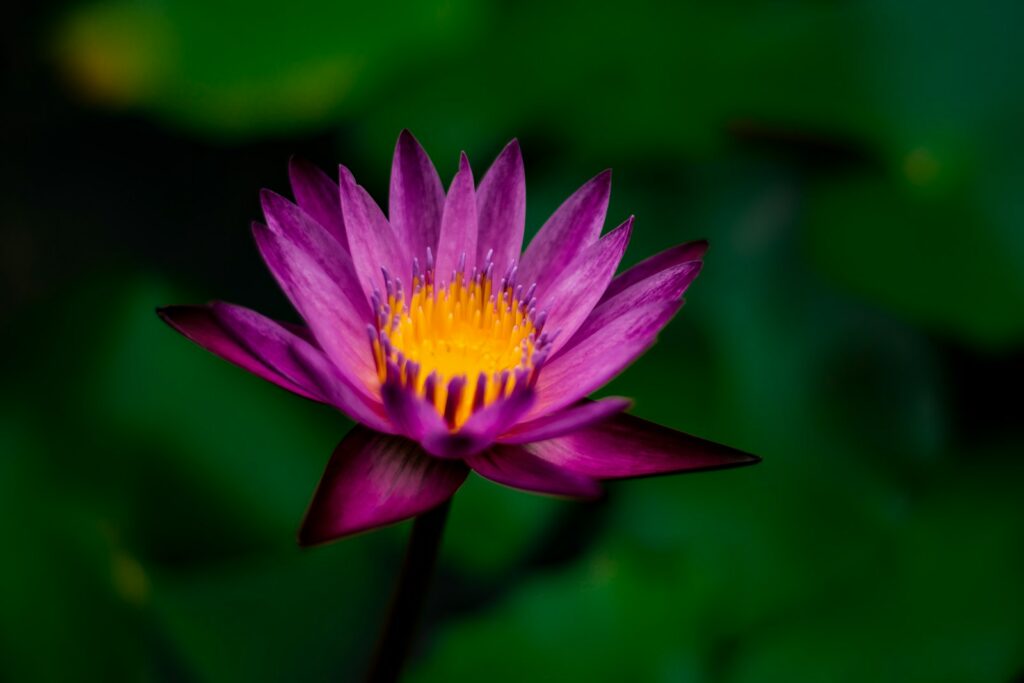 selective focus photography of purple and yellow petaled flower